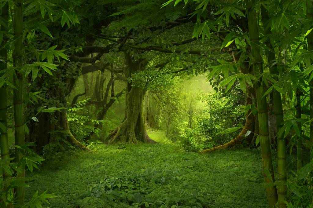 Wallpapers 7182 with cute jungle wallpaper