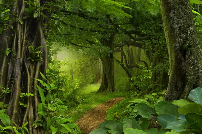 Fascinating 7336 jungle wallpaper wallpapers with 0 downloads and 0 views