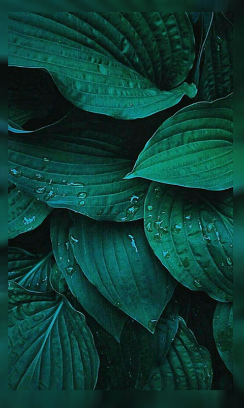 Hot hot hot 8806 teal wallpaper wallpapers with 0 downloads and 0 views