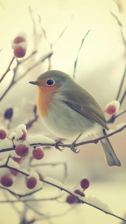 Mysterious 10668 beauty bird wallpaper wallpapers with 0 downloads and 0 views