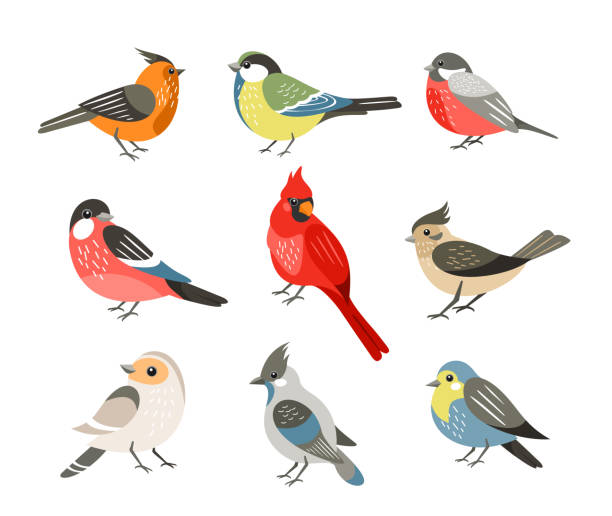 birds clipart