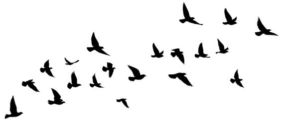 birds clipart