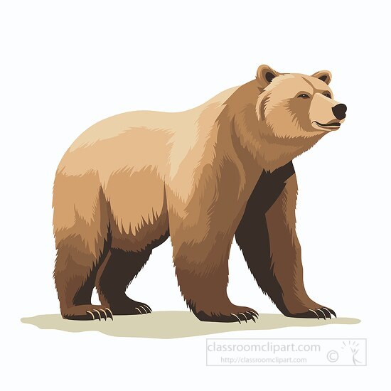 bear clipart