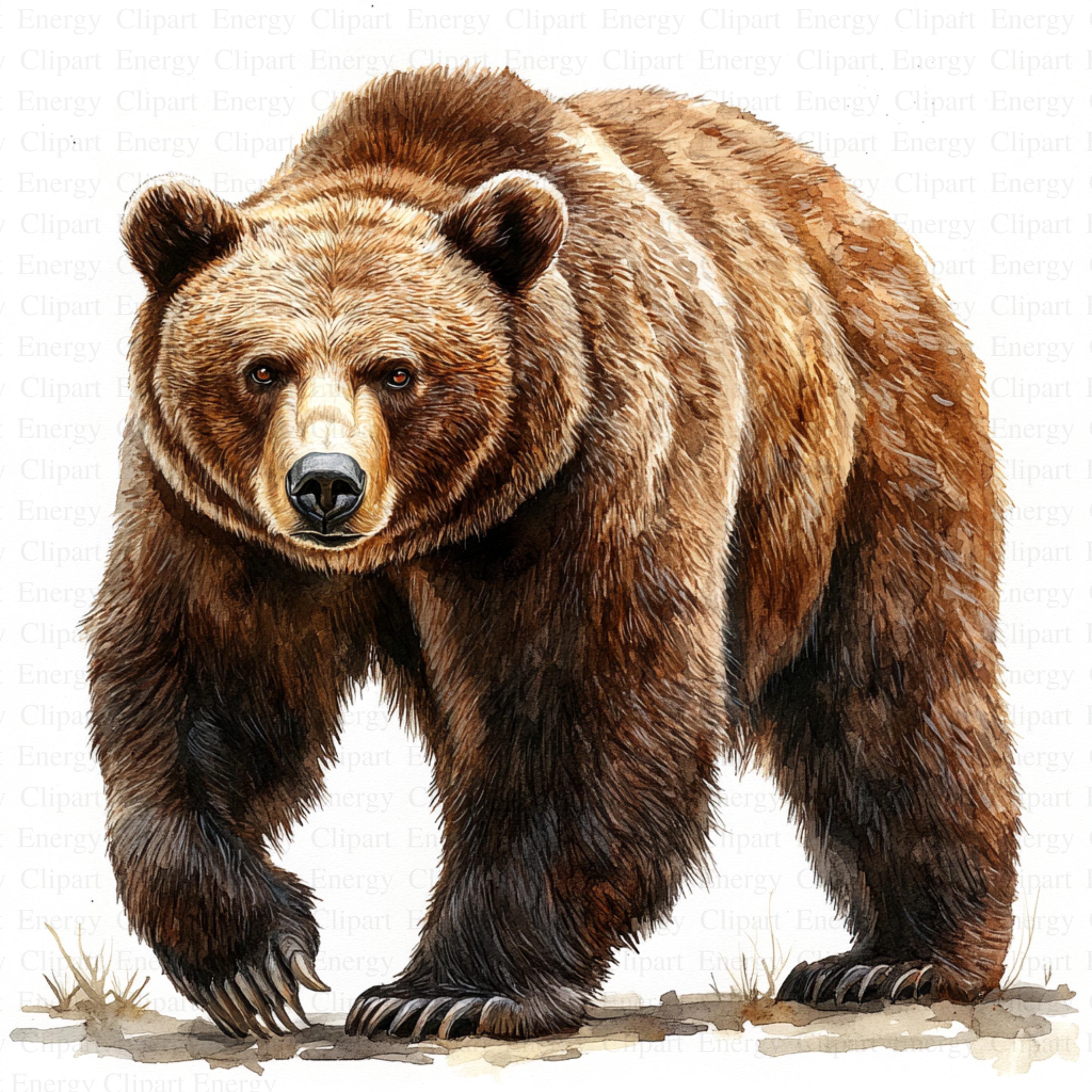 bear clipart
