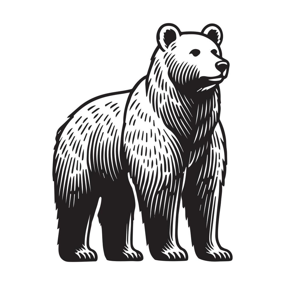 bear clipart