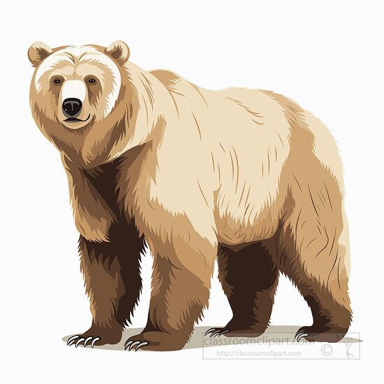 bear clipart
