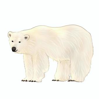 bear clipart