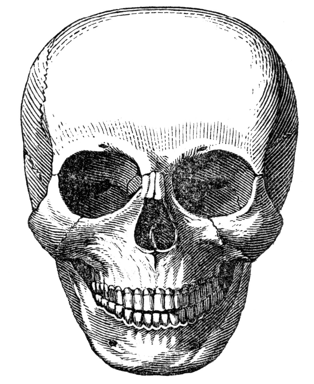 skull clipart