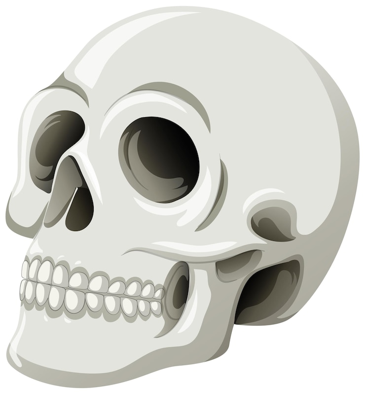 skull clipart