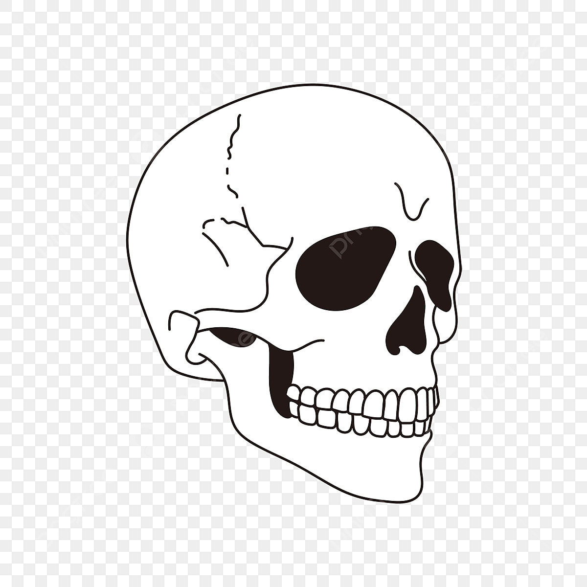 skull clipart