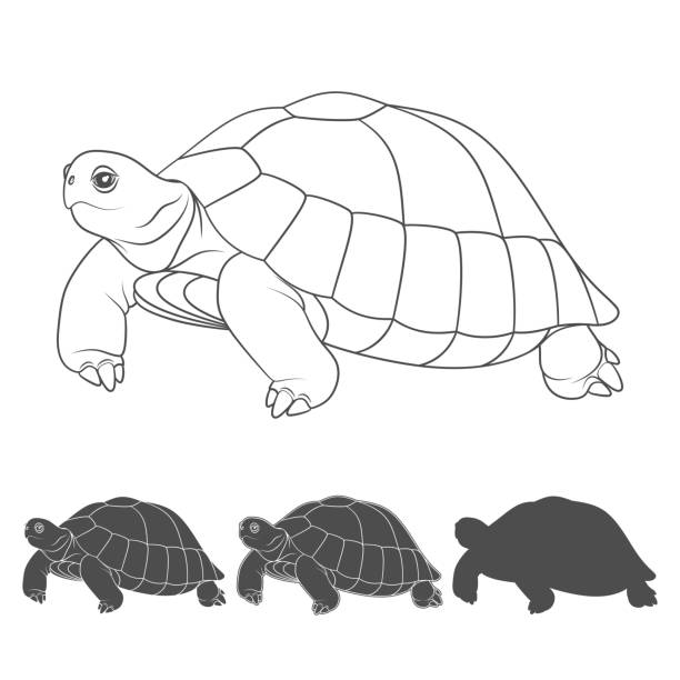 turtle clipart