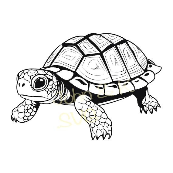 turtle clipart