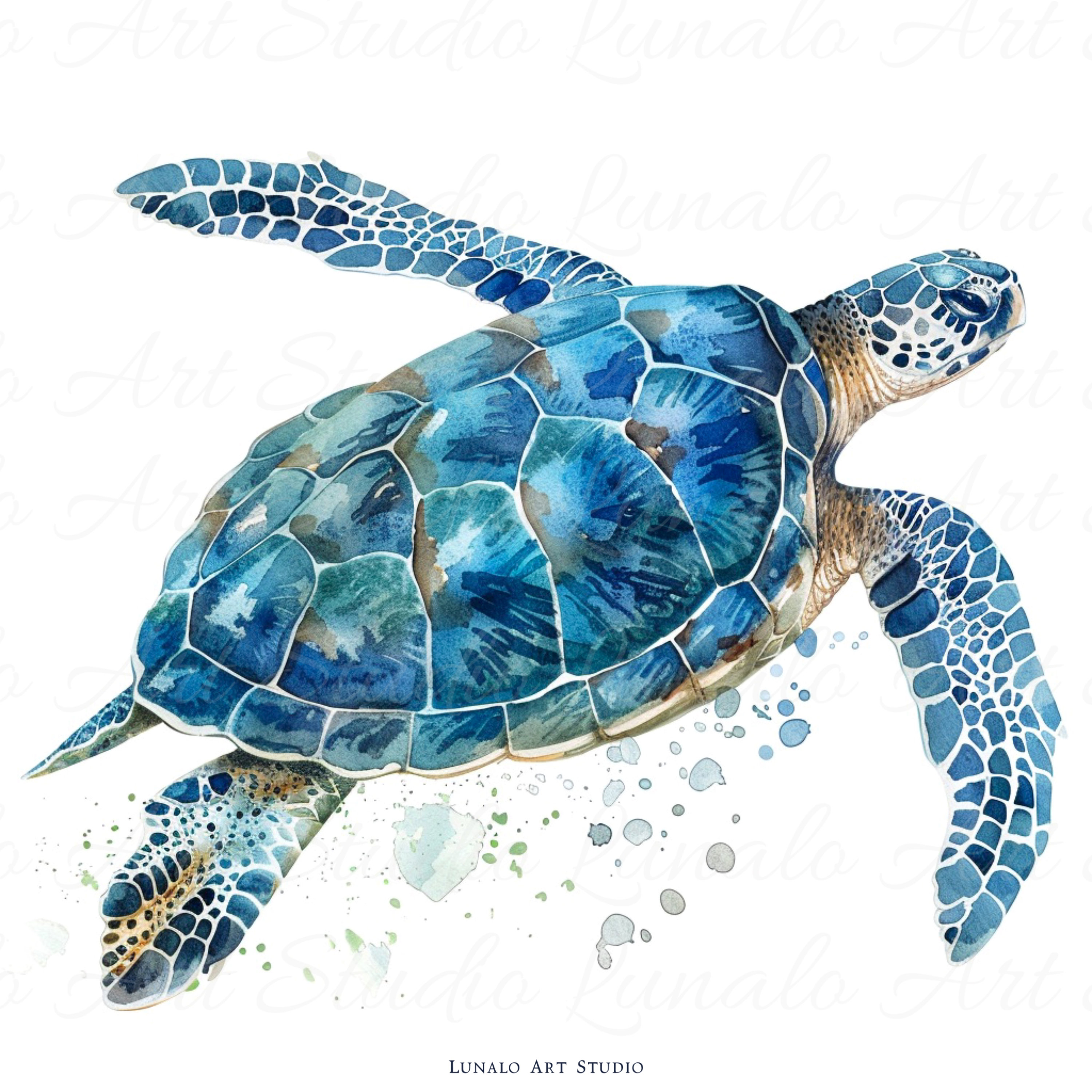 turtle clipart