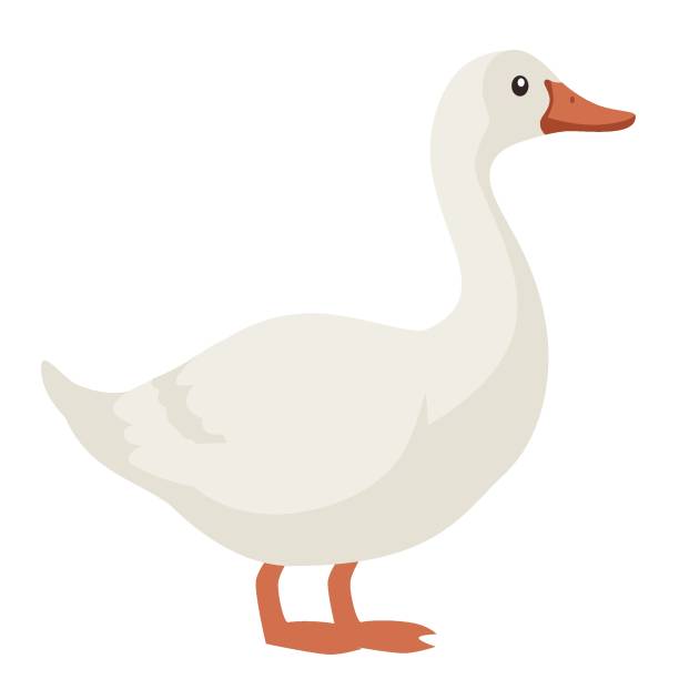 duck clipart